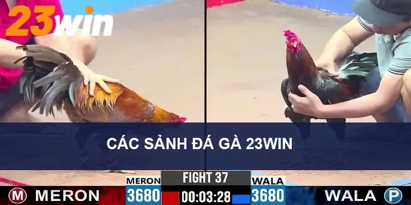 Đá Gà 23WIN – Xem Live HD, Cược Gà Thắng Lớn Không Giới Hạn 6 Kể tên 2 sảnh game đình đám nhất